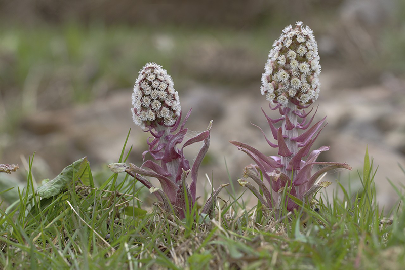 11 Apr 2015, Rhineland, Germany --- Common Butterbur (Petasites hybridus), flowering, North Rhine-Westphalia, Germany, Europe --- Image by © Friedhelm Adam/imageBROKER/Corbis