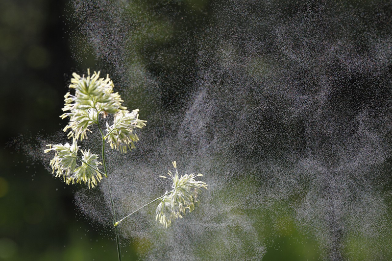Germany --- Cocks Foot or Orchard Grass (Dactylis glomerata) with flying pollen, Germany, Europe --- Image by © Martin Siepmann/imageBROKER/Corbis