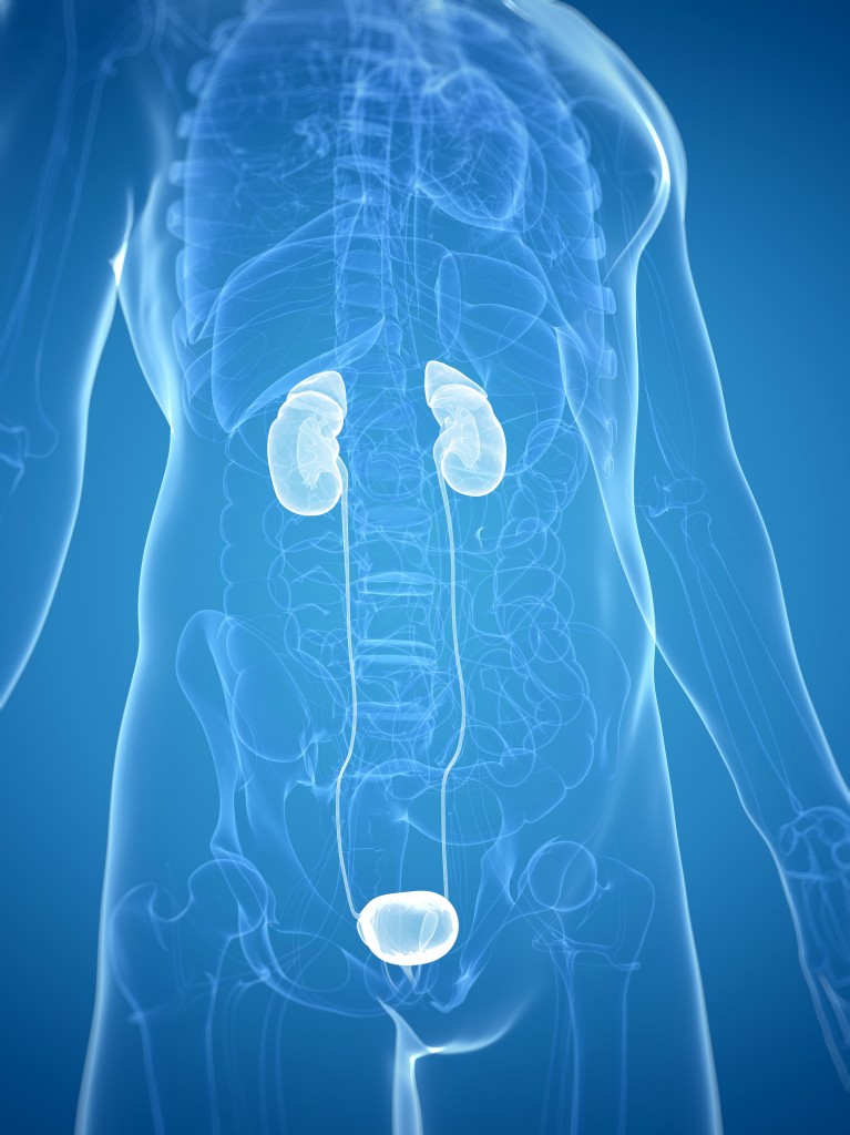26 Aug 2013 --- Kidney and bladder, computer artwork. --- Image by © SEBASTIAN KAULITZKI/Science Photo Library/Corbis