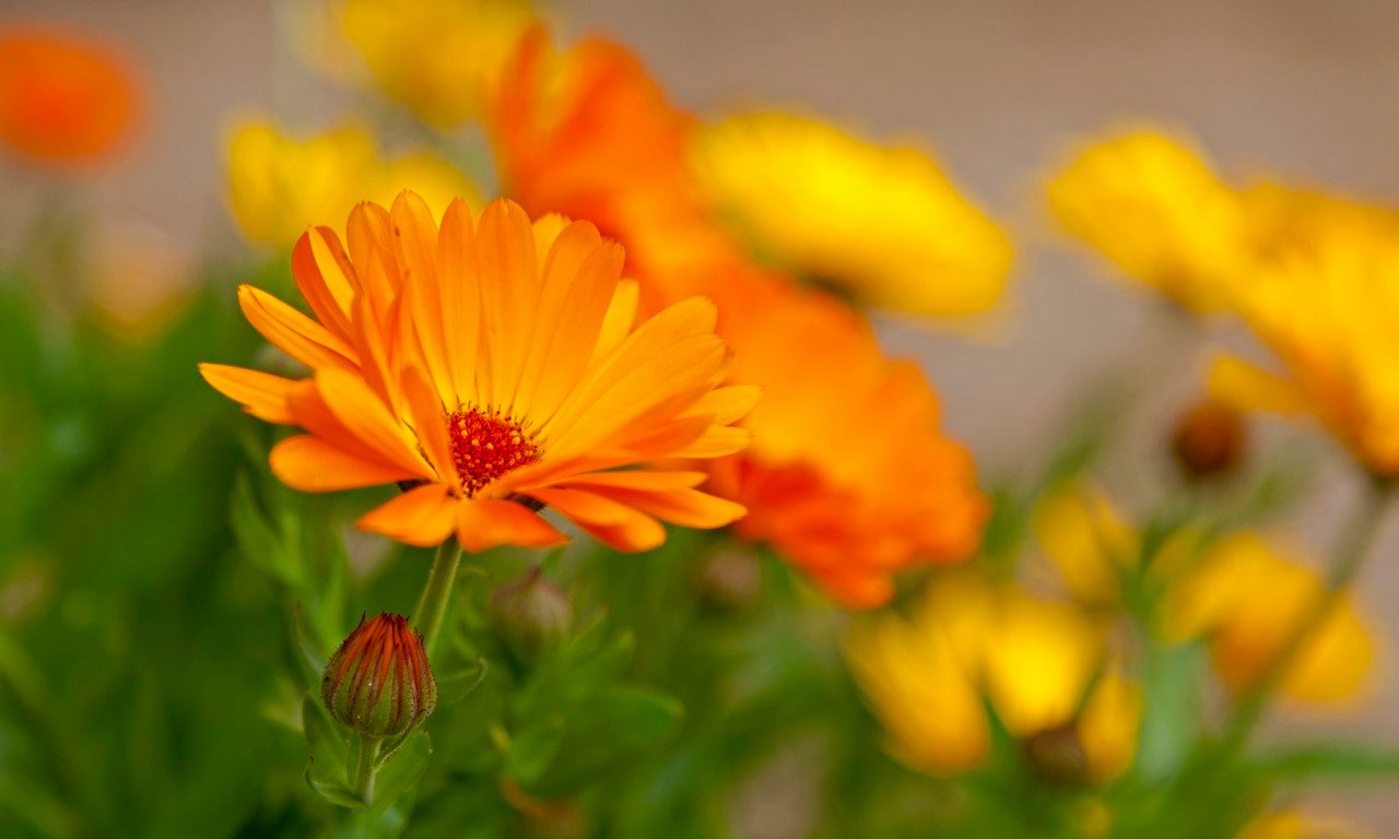 05 Sep 2010, Germany --- Marigold (Calendula officinalis), flowers, Germany, Europe --- Image by © Anna Reinert/imageBROKER/Corbis