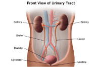 Nephrology; Angiogram, Renal; Biopsy, Kidney; Cancer, Kidney; Computed Tomography (CT or CAT) Scan; Scan, Kidney; X-ray, Abdominal; Oncology; Kidney Cancer; Kidney Cancer Diagnosis; Kidney Cancer Risk Factors; Kidney Cancer Symptoms; Kidney Cancer Tests